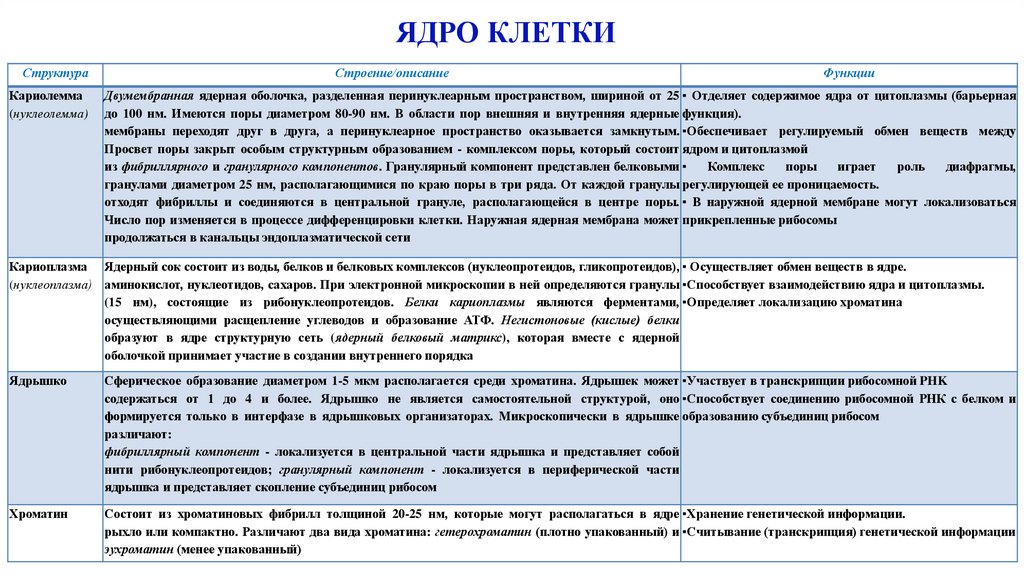 ЯДРО КЛЕТКИ