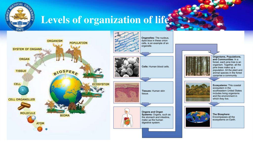 Levels of organization of life