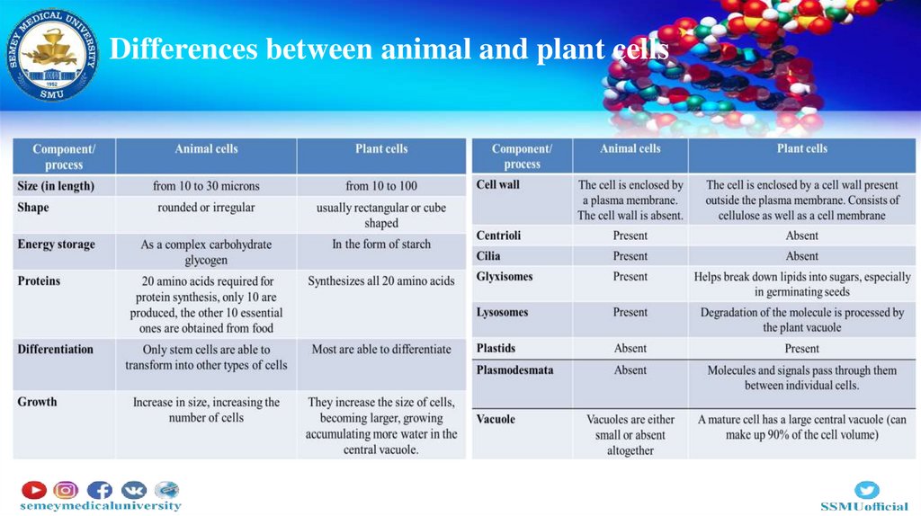 Differences between animal and plant cells