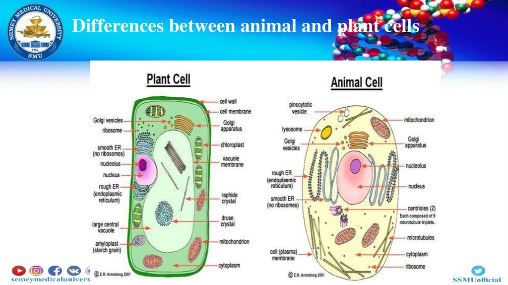 Differences between animal and plant cells