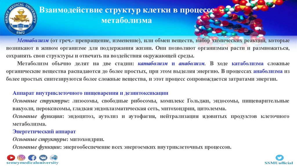 Взаимодействие структур клетки в процессе метаболизма