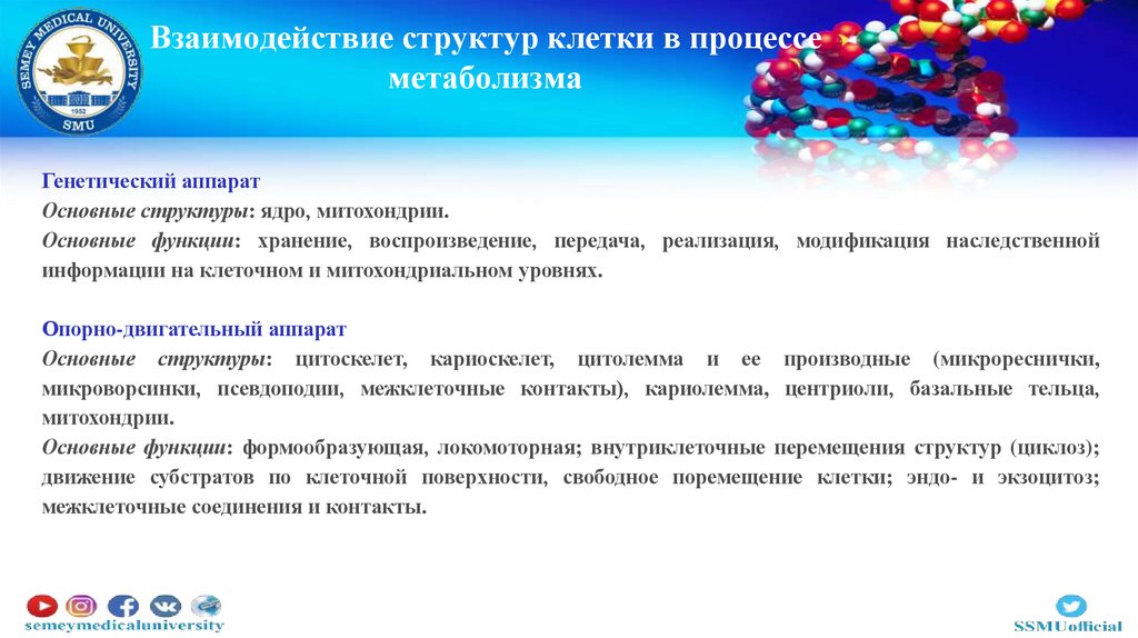 Взаимодействие структур клетки в процессе метаболизма