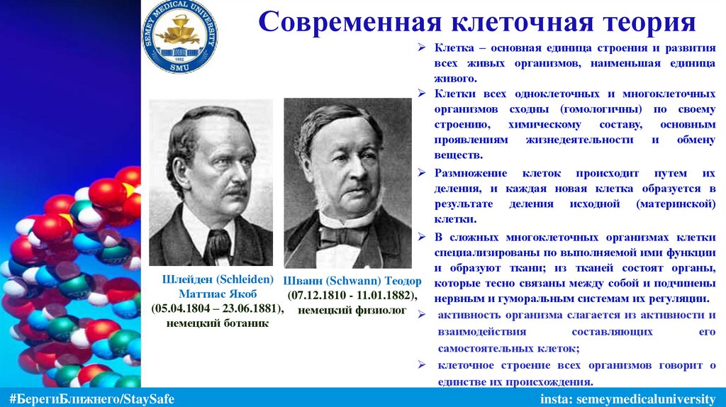 Современная клеточная теория