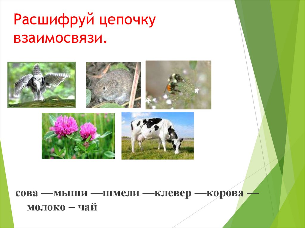 Расшифруй цепочку взаимосвязи.