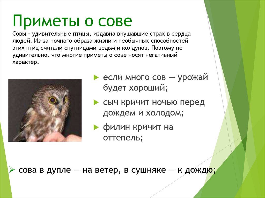 Приметы о сове Совы – удивительные птицы, издавна внушавшие страх в сердца людей. Из-за ночного образа жизни и необычных