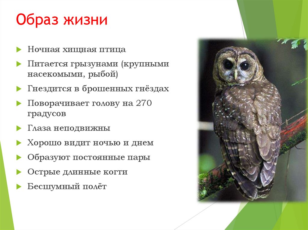 Образ жизни