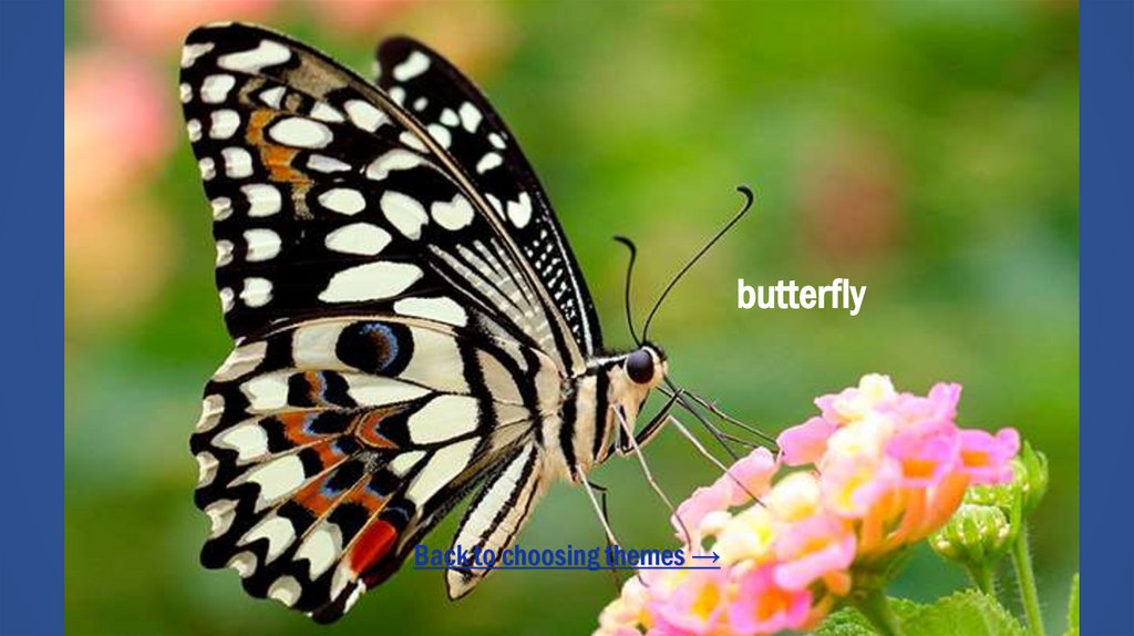 butterfly