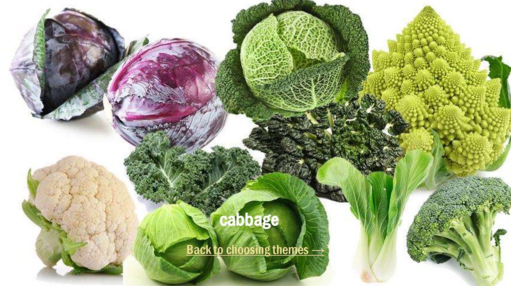 cabbage