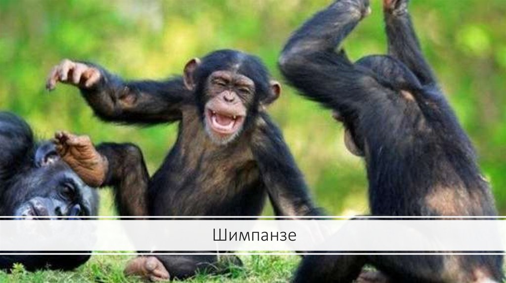 Шимпанзе