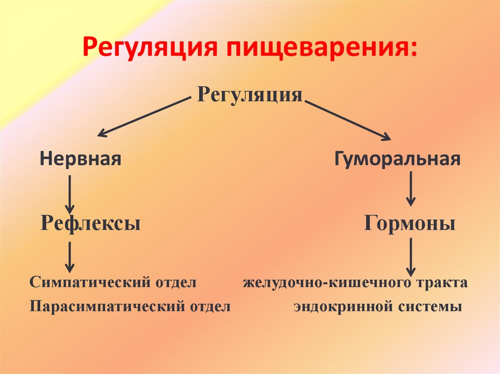 Регуляция пищеварения: