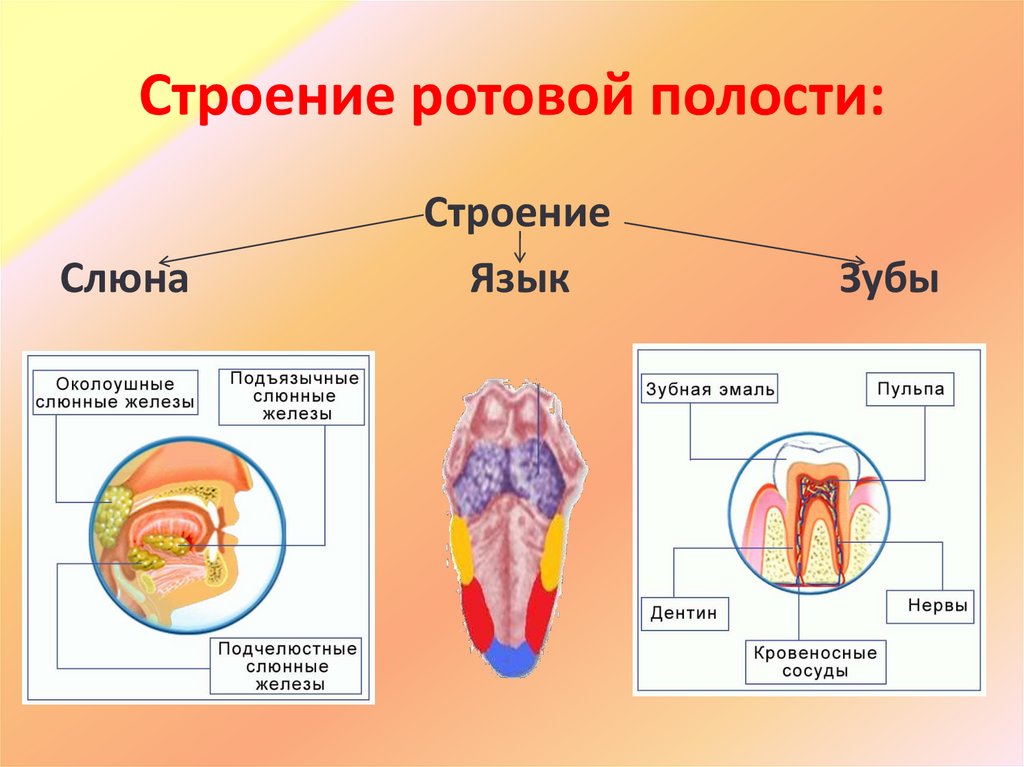 Строение ротовой полости: