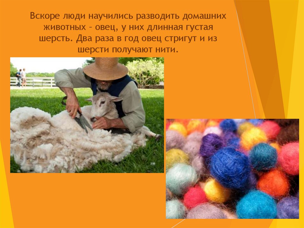 Вскоре люди научились разводить домашних животных – овец, у них длинная густая шерсть. Два раза в год овец стригут и из шерсти