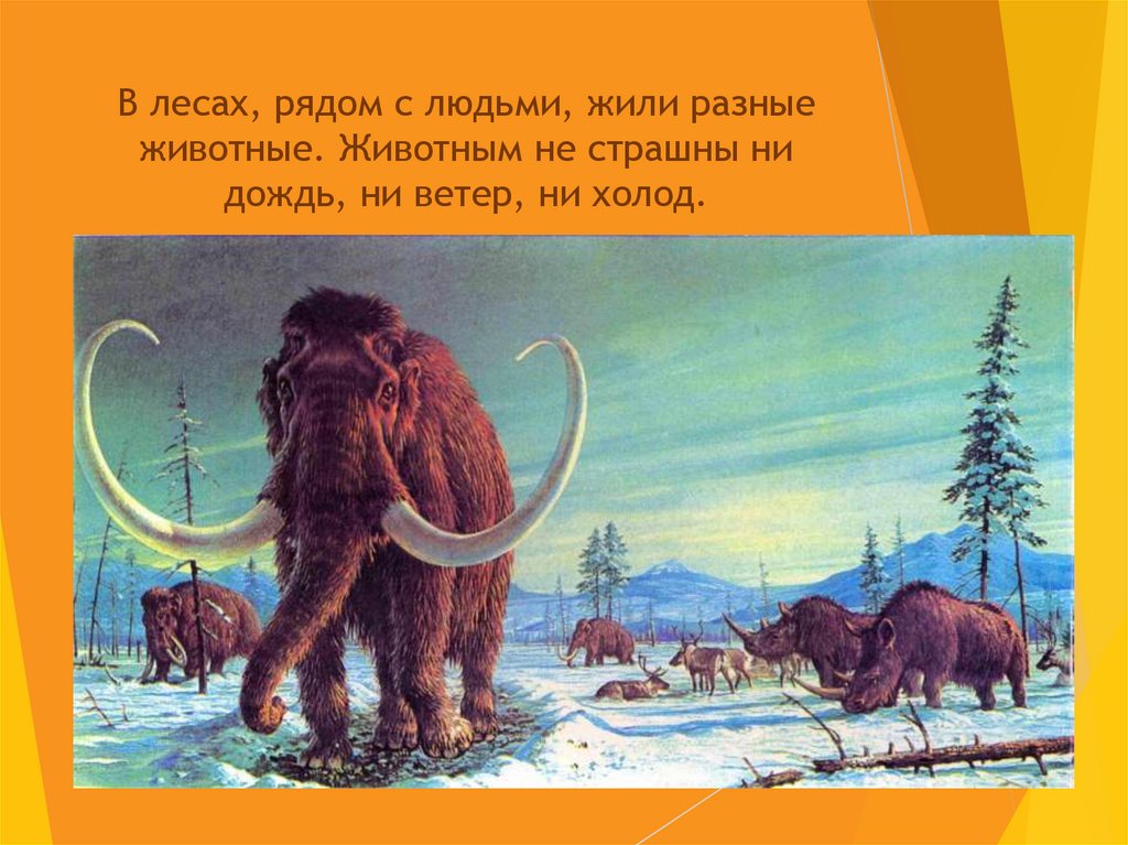 В лесах, рядом с людьми, жили разные животные. Животным не страшны ни дождь, ни ветер, ни холод.