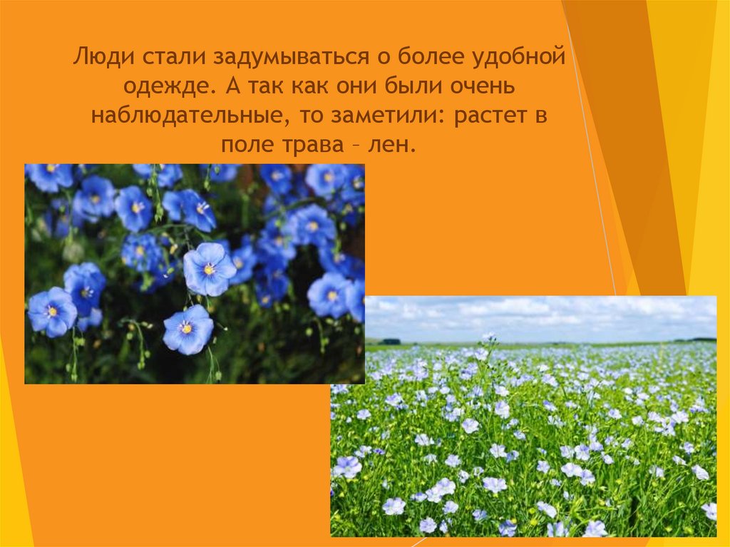 Люди стали задумываться о более удобной одежде. А так как они были очень наблюдательные, то заметили: растет в поле трава –