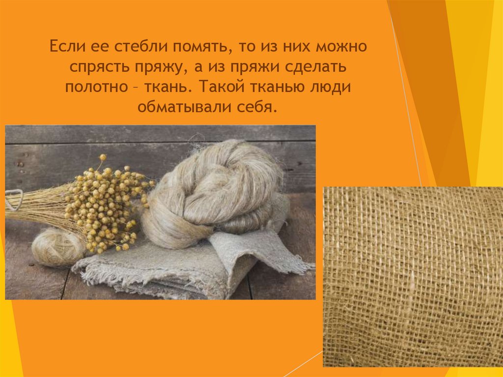 Если ее стебли помять, то из них можно спрясть пряжу, а из пряжи сделать полотно – ткань. Такой тканью люди обматывали себя.