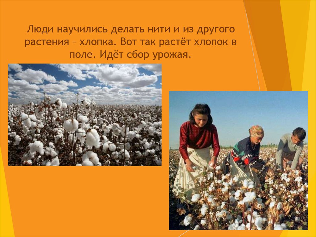Люди научились делать нити и из другого растения – хлопка. Вот так растёт хлопок в поле. Идёт сбор урожая.