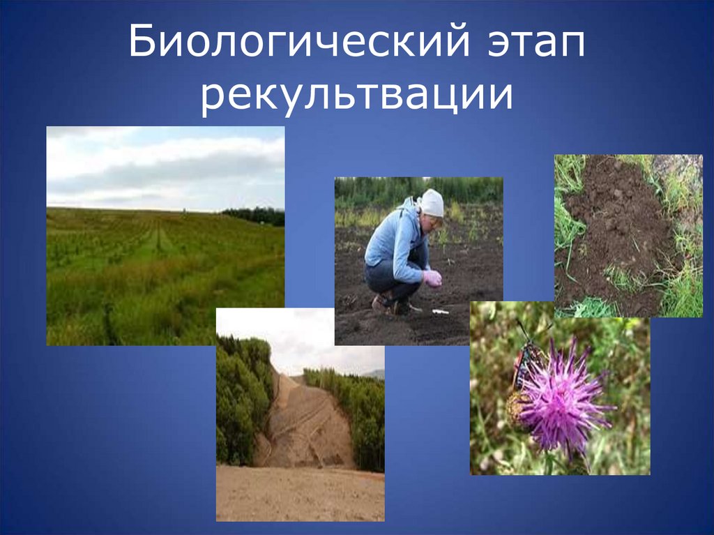 Биологический этап рекультвации