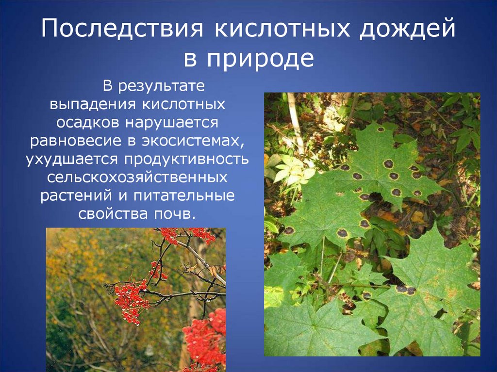 Последствия кислотных дождей в природе