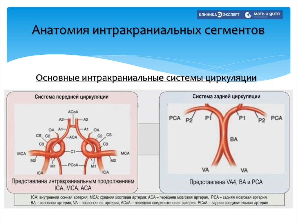 Анатомия интракраниальных сегментов