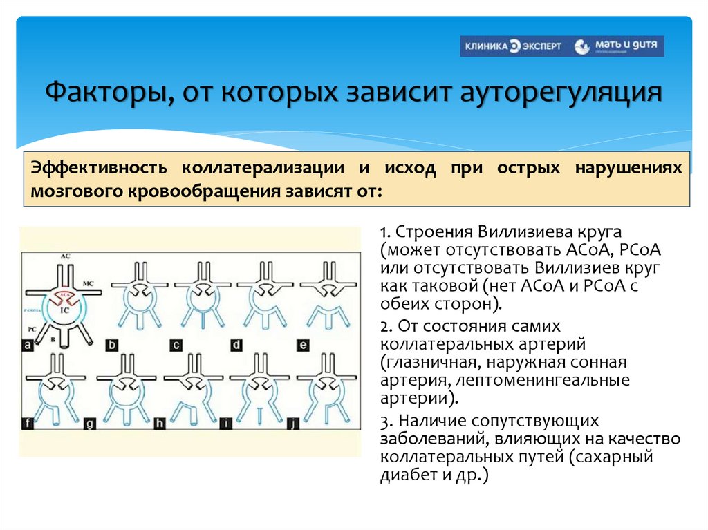 Факторы, от которых зависит ауторегуляция