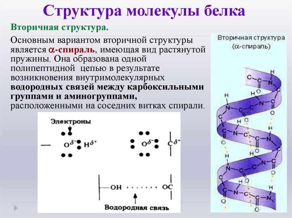 Структура молекулы белка