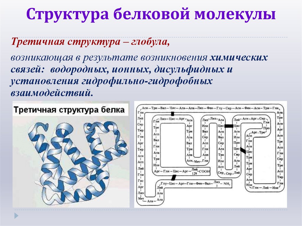 Структура белковой молекулы