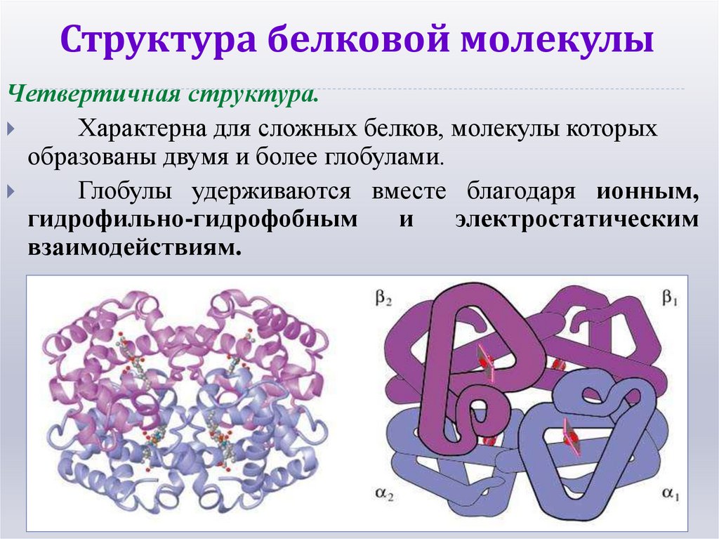 Структура белковой молекулы