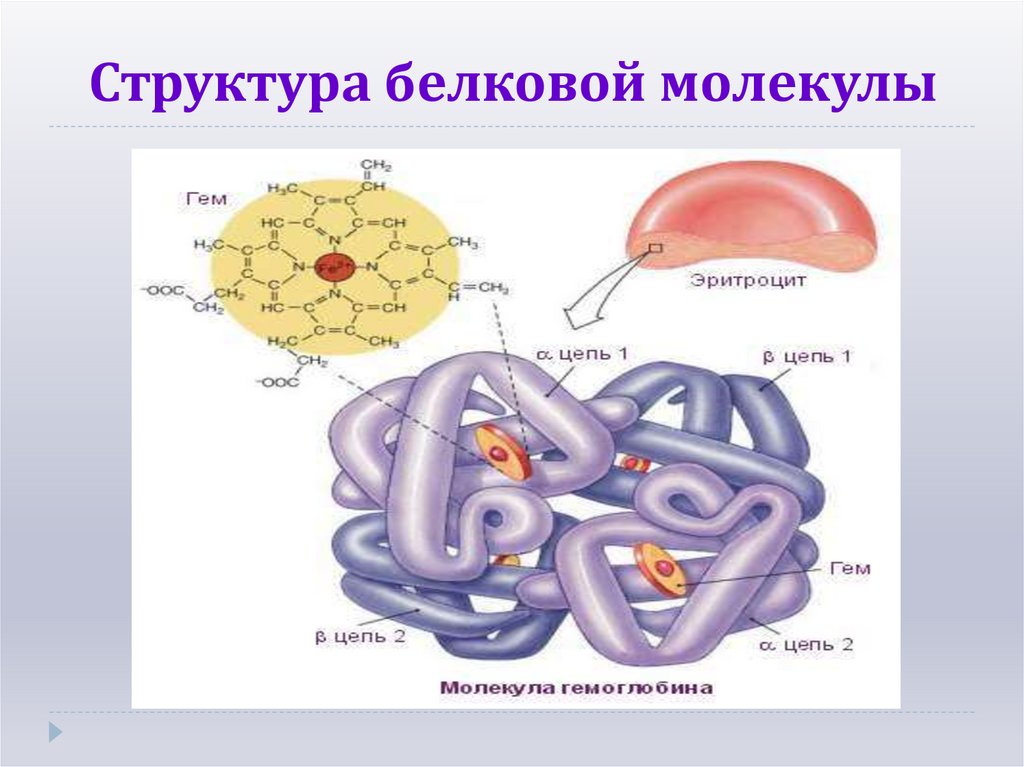 Структура белковой молекулы