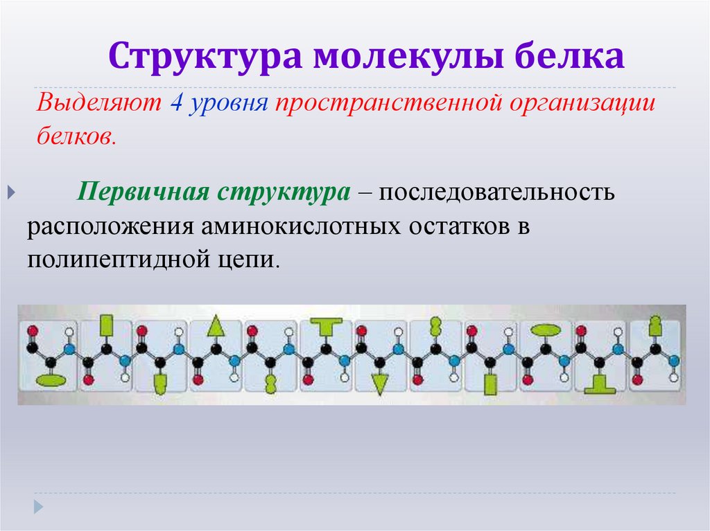 Структура молекулы белка