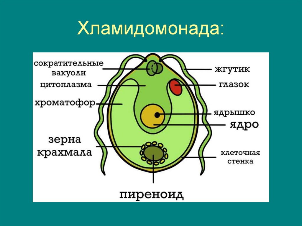 Хламидомонада: