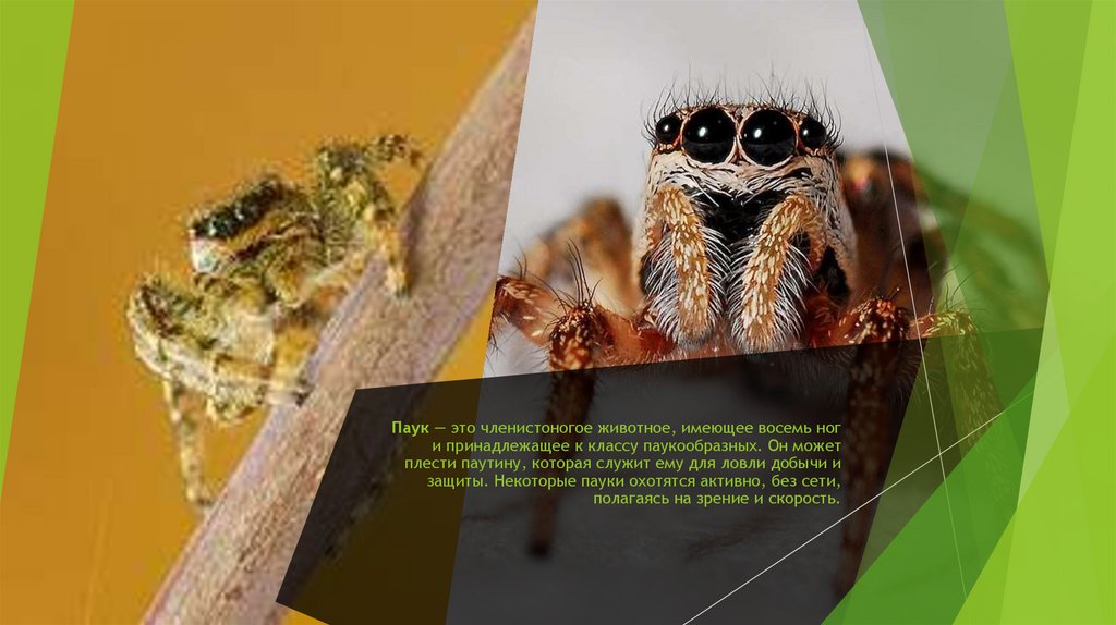 Паук — это членистоногое животное, имеющее восемь ног и принадлежащее к классу паукообразных. Он может плести паутину, которая