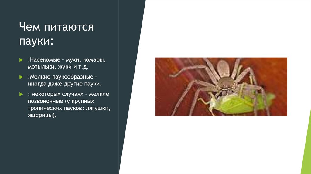 Чем питаются пауки: