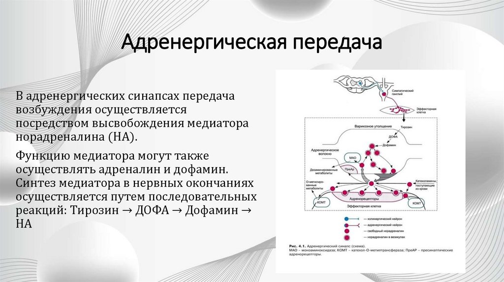 Адренергическая передача