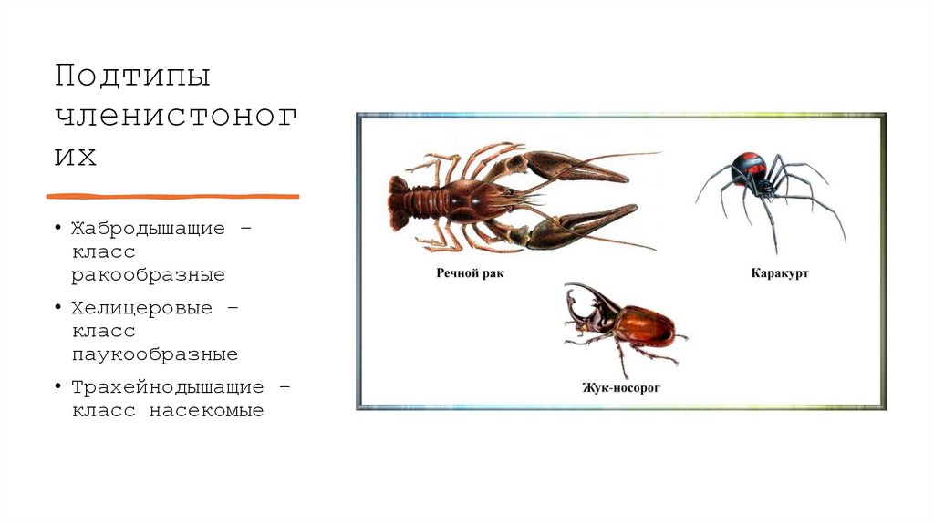 Подтипы членистоногих
