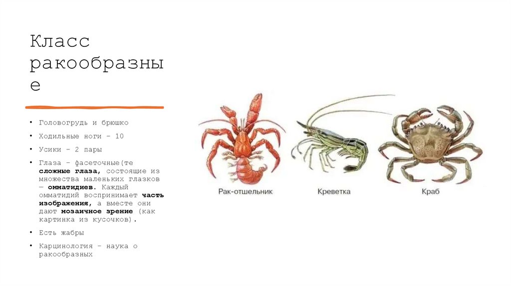 Класс ракообразные