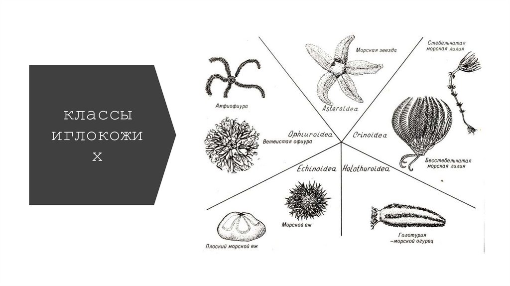 классы иглокожих