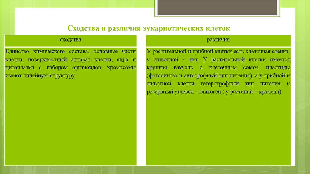 Сходства и различия эукариотических клеток