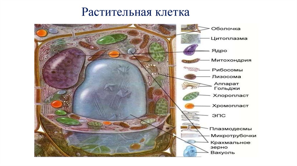 Растительная клетка