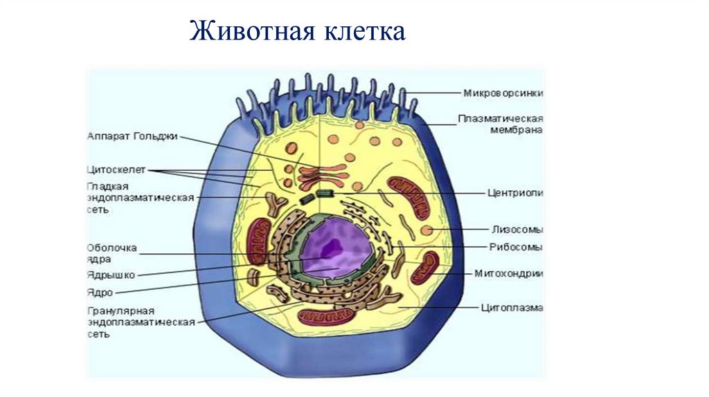 Животная клетка