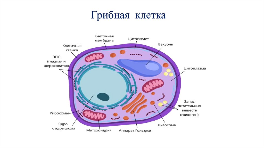 Грибная клетка