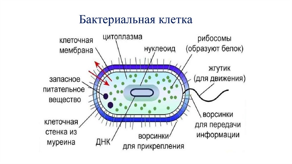 Бактериальная клетка