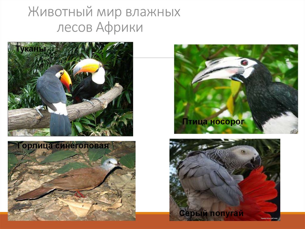 Животный мир влажных лесов Африки