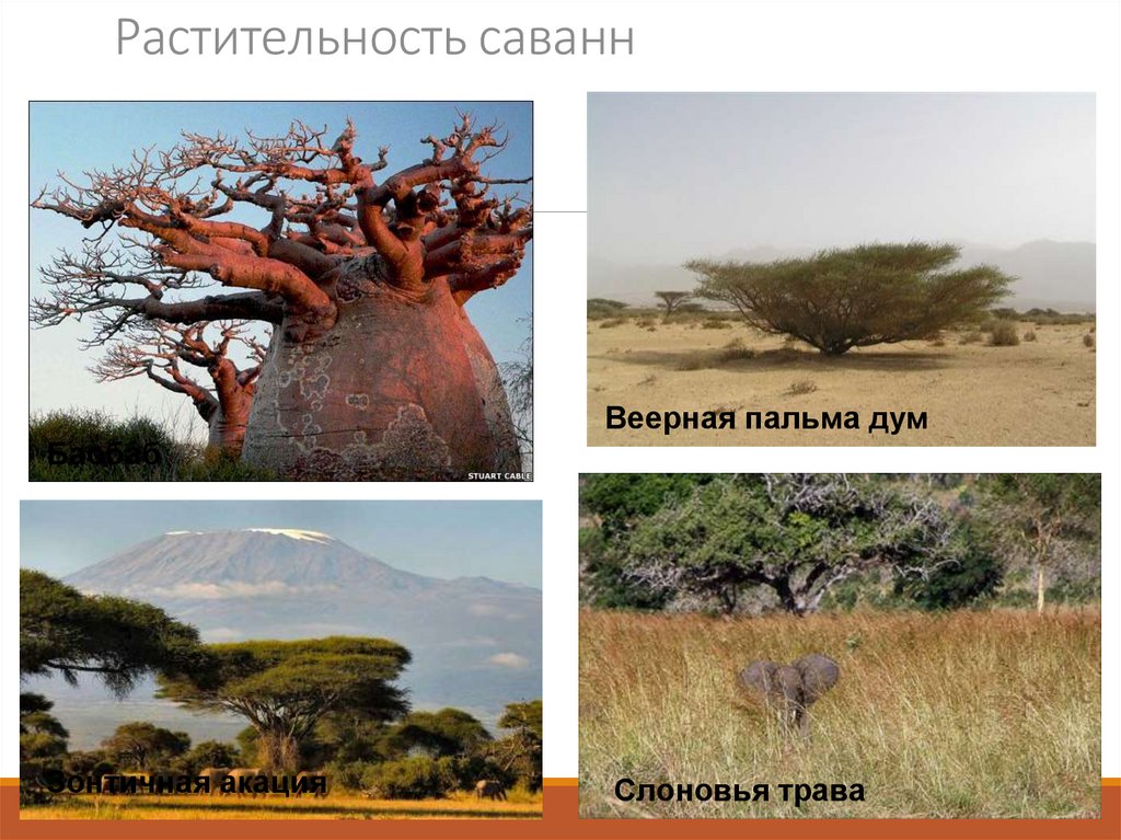 Растительность саванн