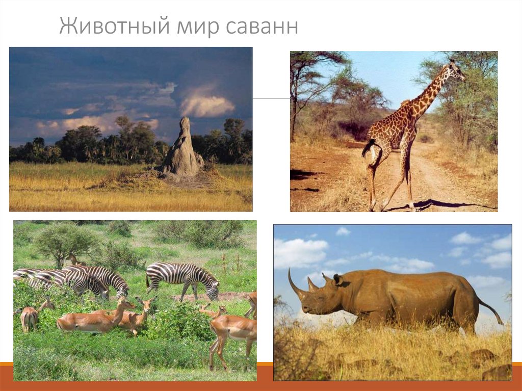 Животный мир саванн