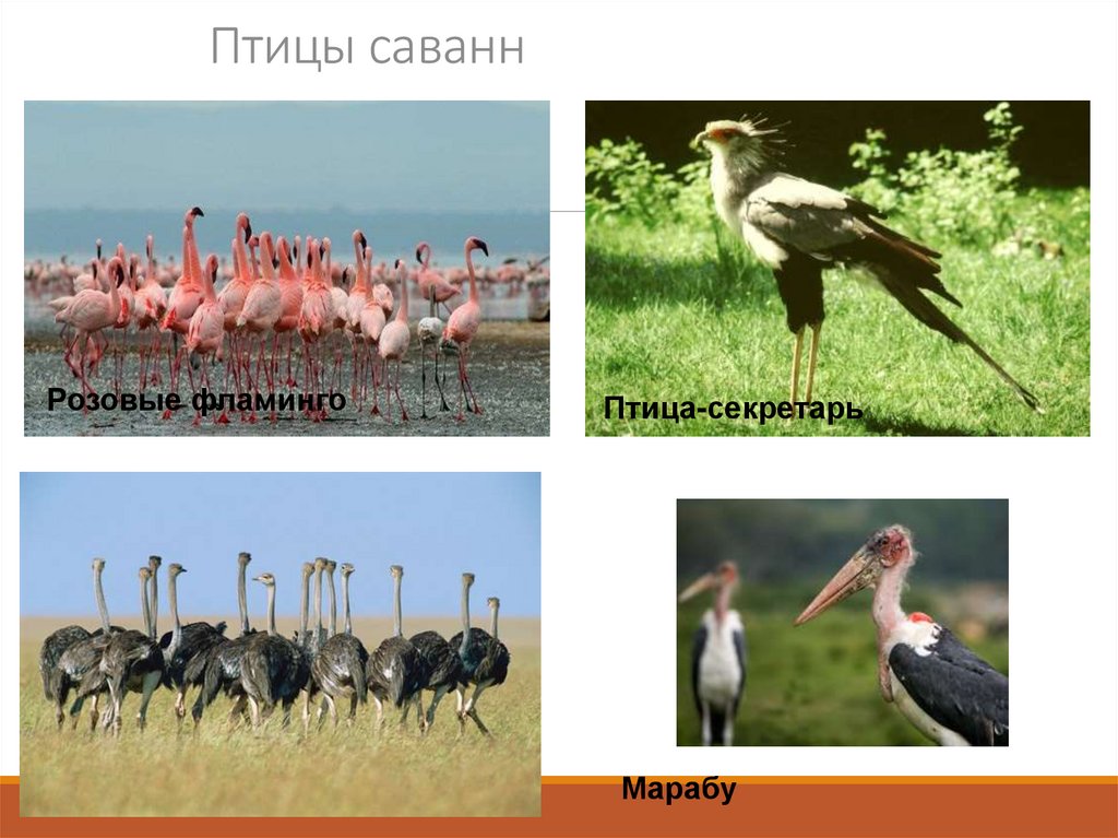 Птицы саванн