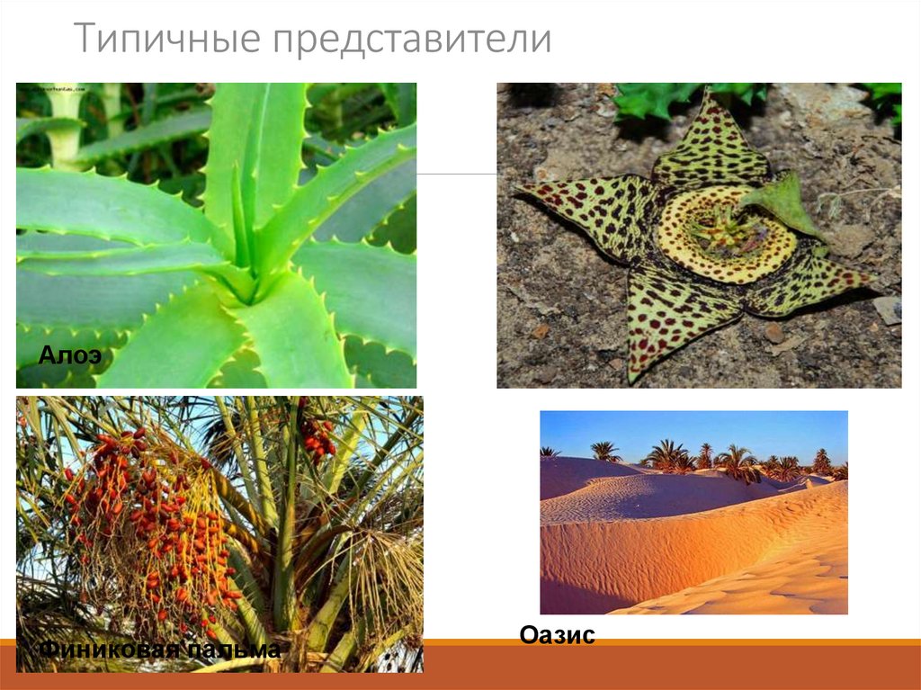 Типичные представители