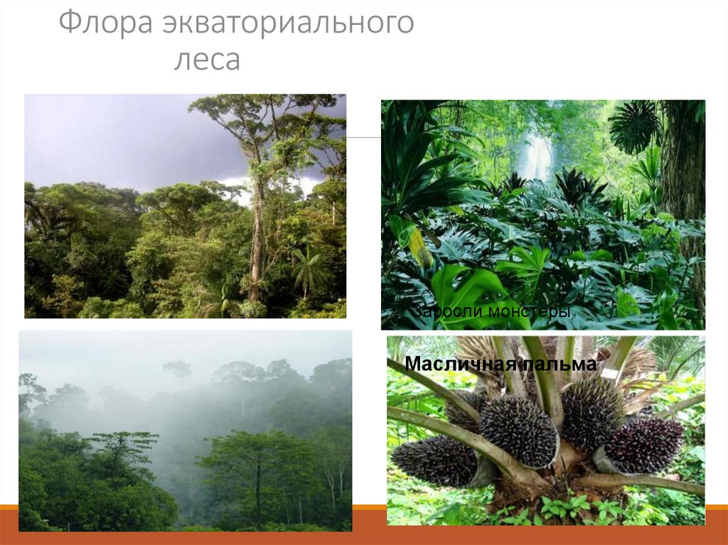 Флора экваториального леса