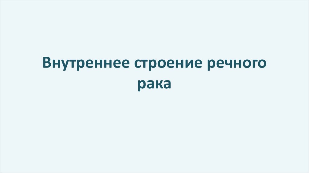 Внутреннее строение речного рака