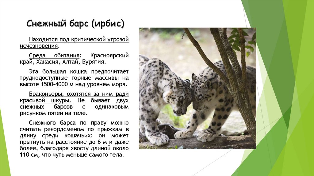 Снежный барс (ирбис)