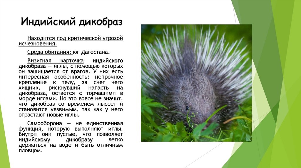 Индийский дикобраз